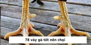 78 Loại Vảy Gà Tốt – Bí Quyết Chọn Gà Chọi Chuẩn Sư Kê