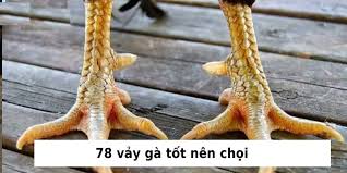 78 Loại Vảy Gà Tốt – Bí Quyết Chọn Gà Chọi Chuẩn Sư Kê