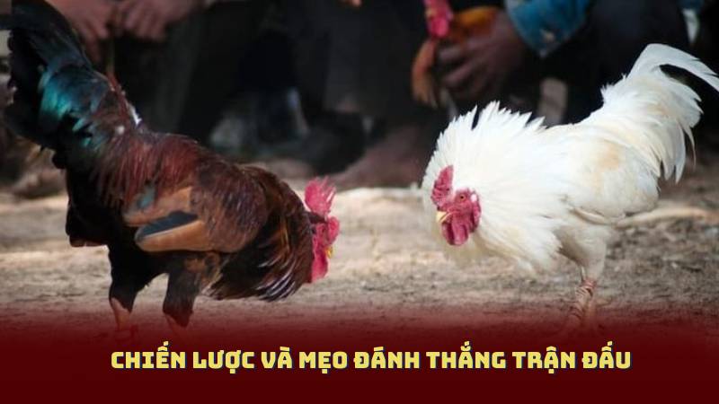 Chiến Lược Và Mẹo Đánh Thắng Trận Đấu