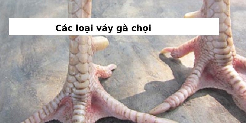 Khái niệm về 79 vảy gà tốt