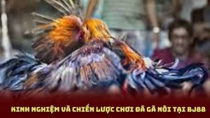 Đá Gà Nòi BJ88 Có Gì Hot - Cập Nhật Kèo, Gà Chiến, Thưởng Lớn
