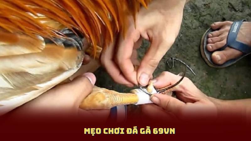 Mẹo Chơi Đá Gà 69vn - Chiến Lược Đánh Thắng Tại Sàn Đấu