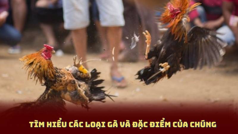 Tìm Hiểu Các Loại Gà và Đặc Điểm Của Chúng