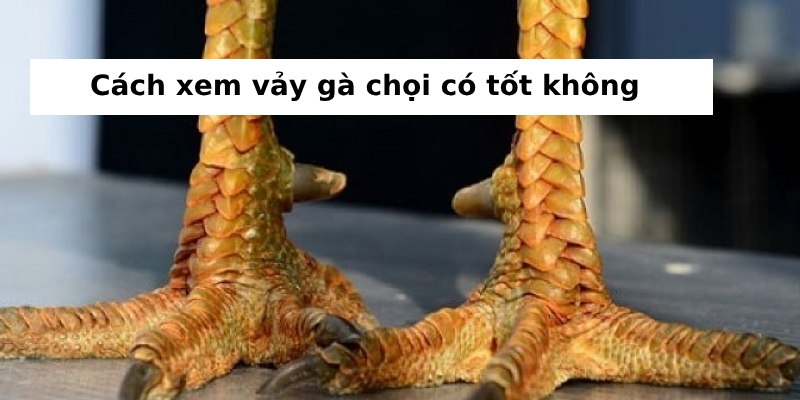 10 loại vảy gà quý