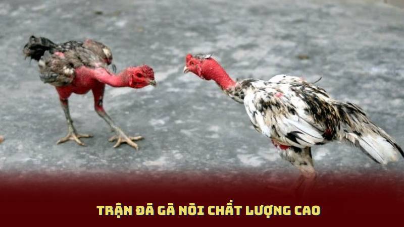 Trận đá gà nòi chất lượng cao